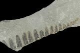 Pennsylvanian Fossil Fern (Neuropteris) Plate - Kentucky #181324-1